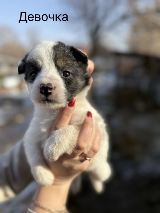 Отдам щенков в добрые руки