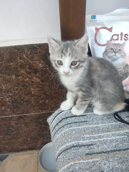 Mushukcha, котенок