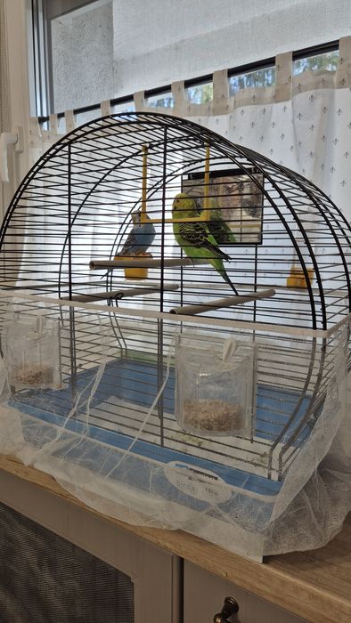 Perusi pereche cu colivie