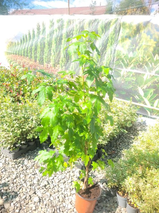 Arborele de guma, luquidambar styraciflua