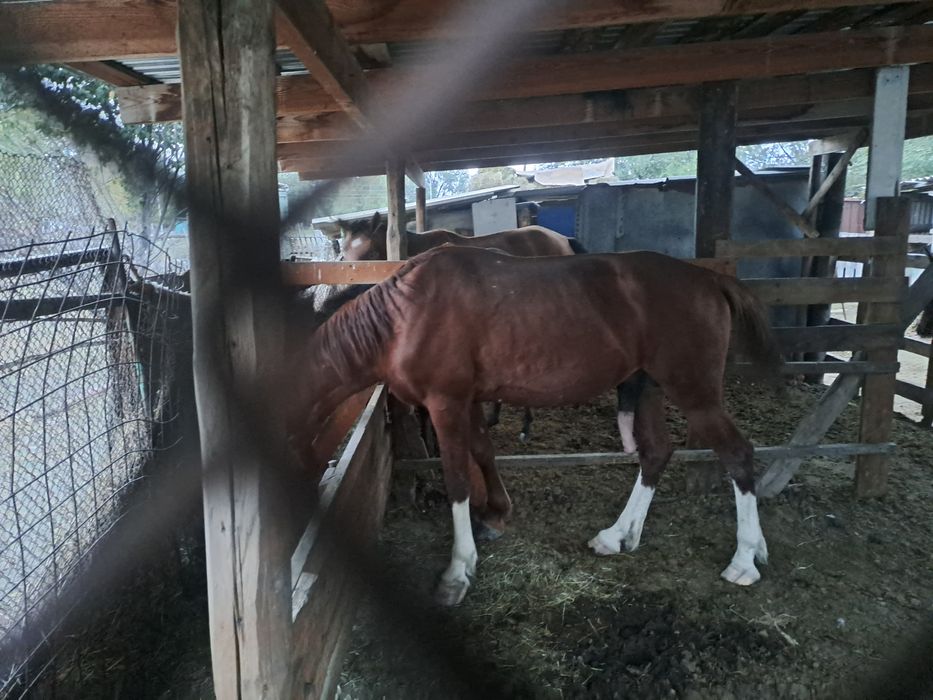 Айгыр сатам 6 жаста