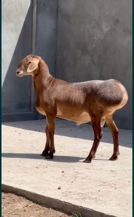 Куй юнгини олиш хизмати 
Тошкет шахар бойлаб 
Жигаридиги курт