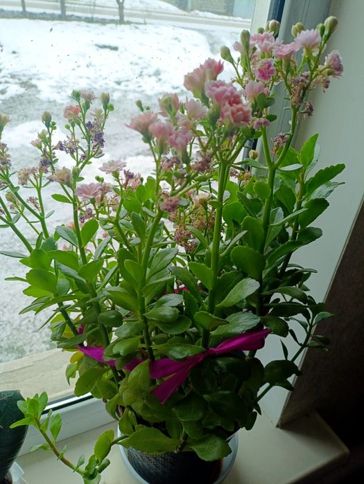 Цветы домашние Каланхоэ