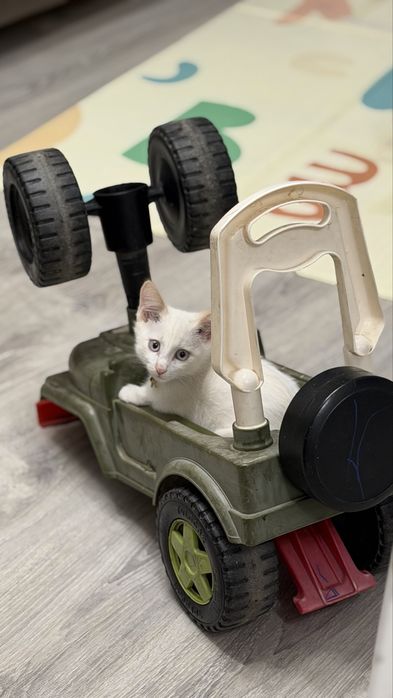 Котенок ищет дом
