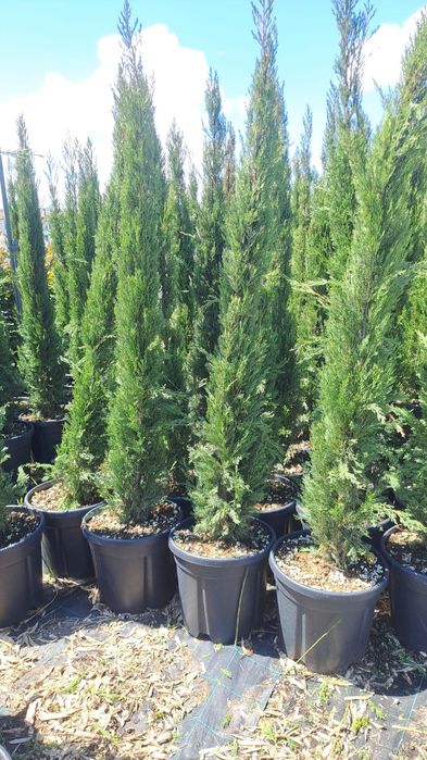 Thuia  leilandi plante