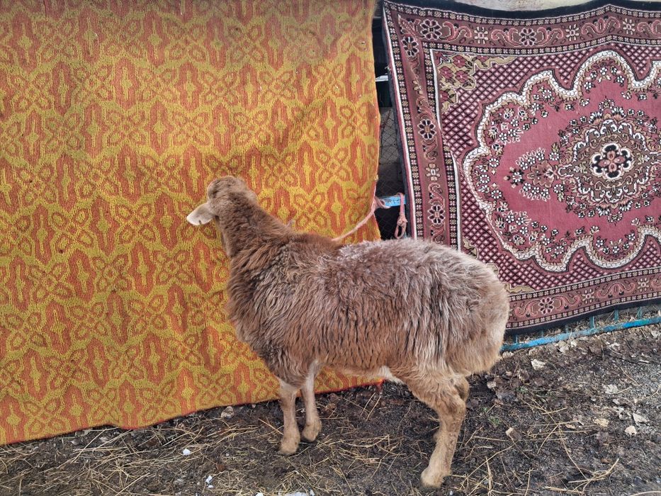 Арашан қозы сатылады