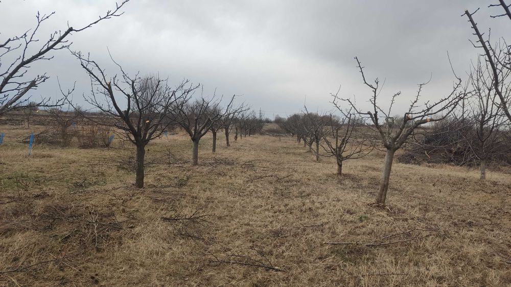 Резитба на овошки и декоративни растения