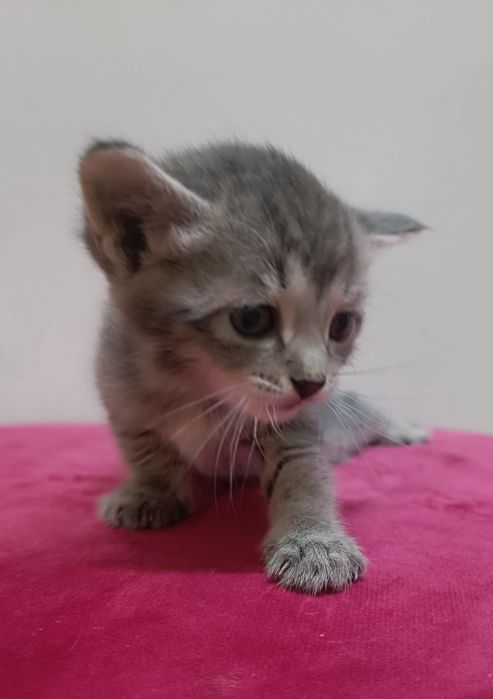 Котята от кошки крысолова.