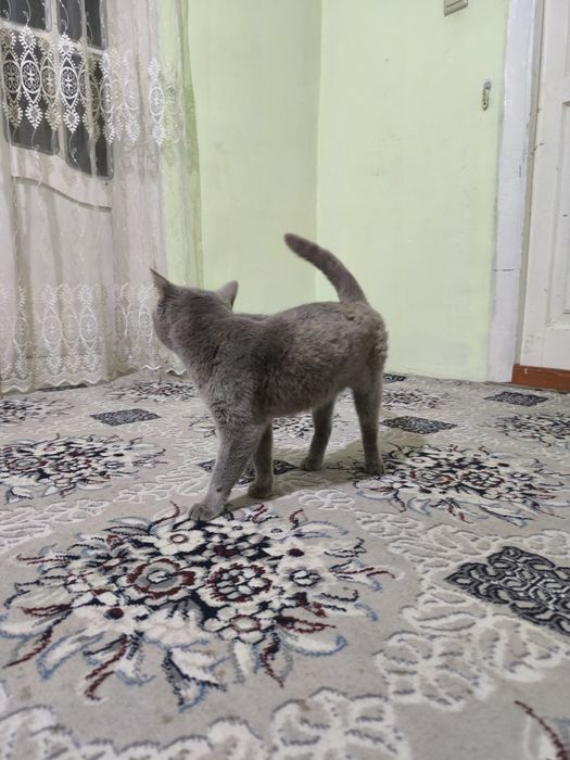 Britan 1.5yosh Qiz Lyusi