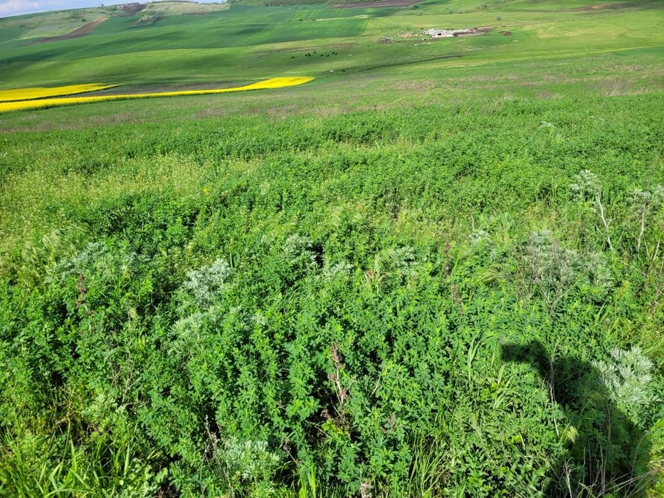 Vând 3 hectare jumate de lucerna