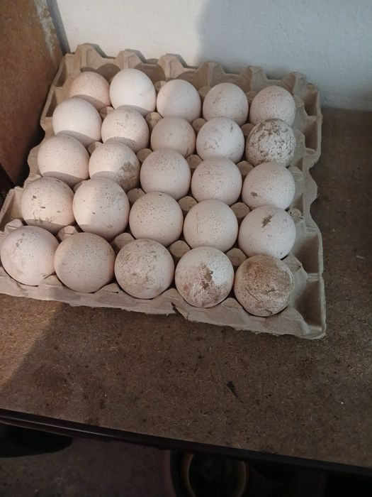 Продается яйцо индюка для инкубайии