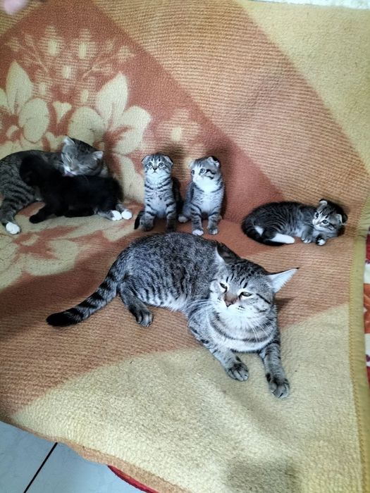 Вислоухие котята