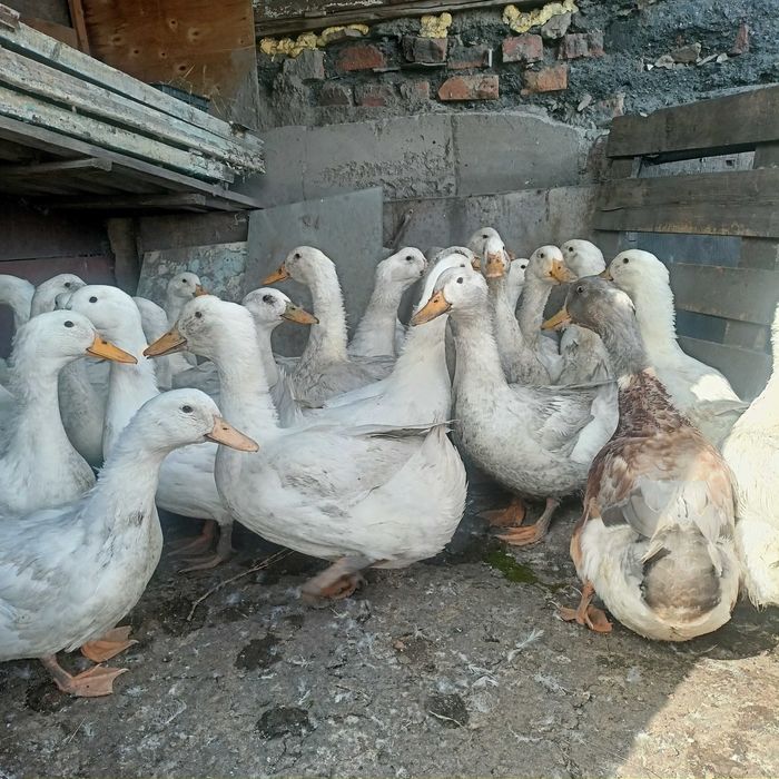 продам утки муларды
