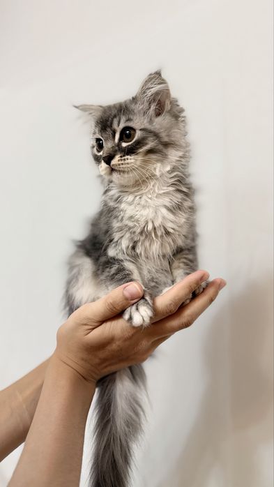 Продается котьят хейланд