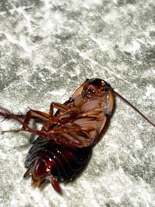 Фирма Disinlight. Уничтожение тараканов, крыс и клопов в Ташкенте