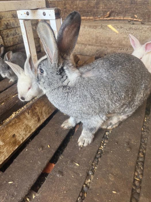 Продам кроликов