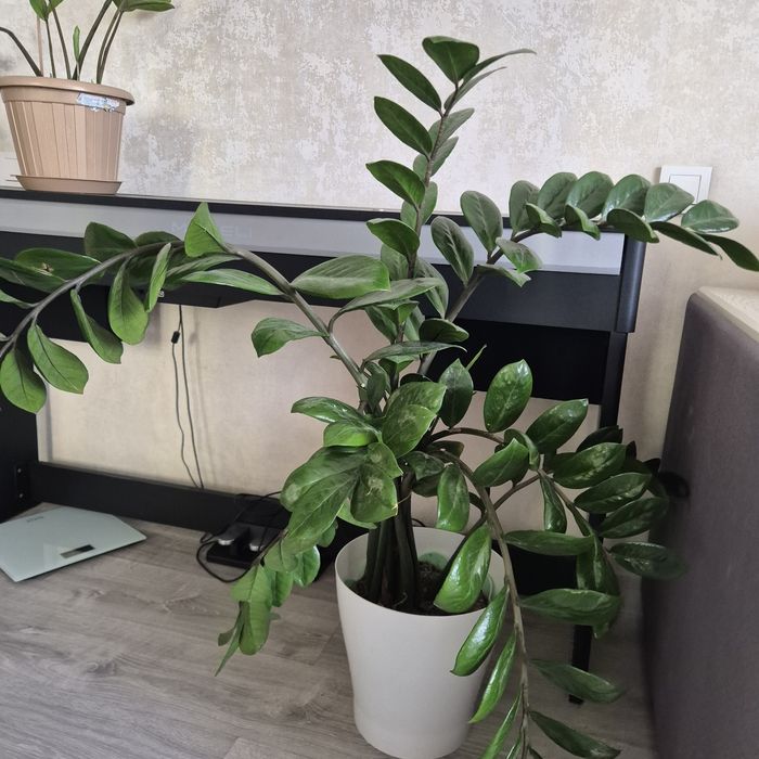 Продам цветы домашние и офисные