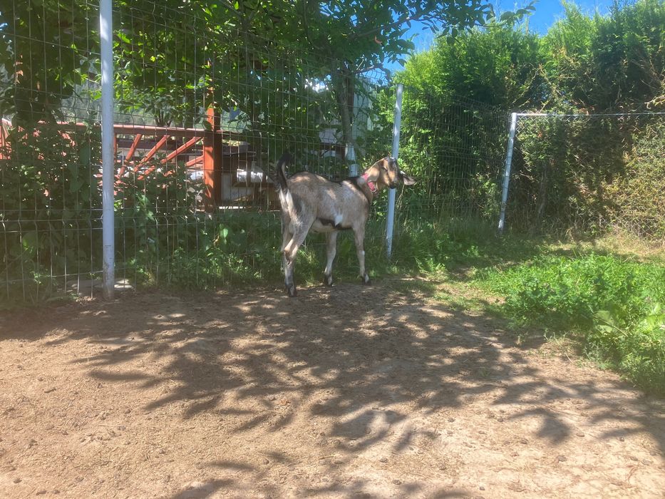 Doi tapi si i siscornita