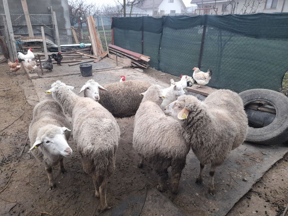 Oi gestație de vânzare