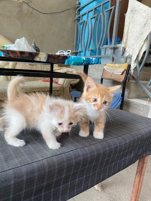 Котята девочки очень милые