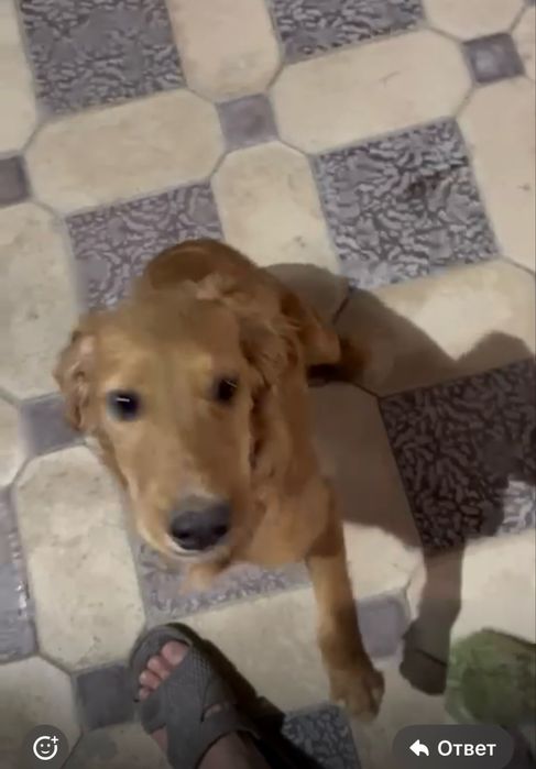 Пропала собака в районе Арай