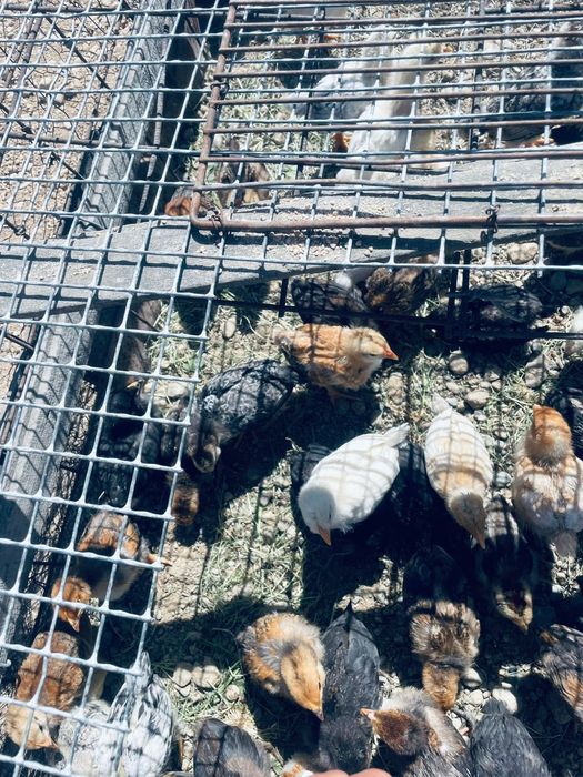 Балапандар сатылымда