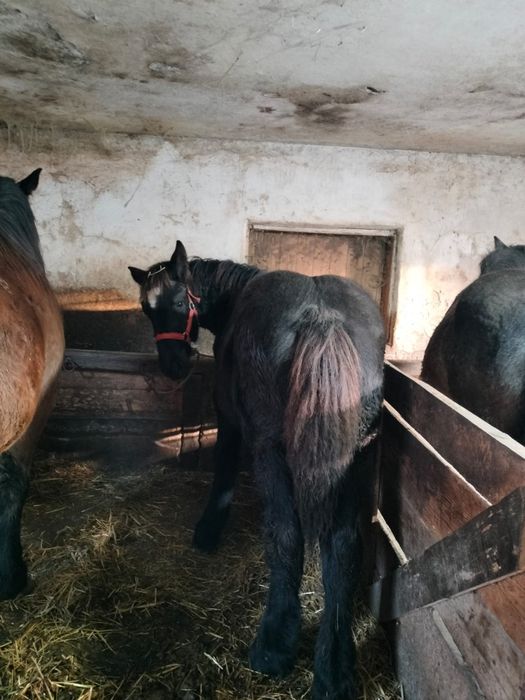 Vând 2 mânze  de 7 și 8 luni