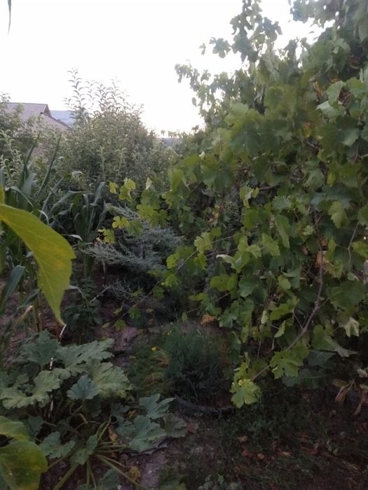 Продается  дом 8сот село аксукент