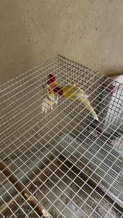 Папугай разела рабочия пара