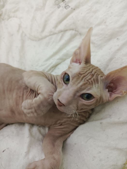 Продаются котята сфинксы