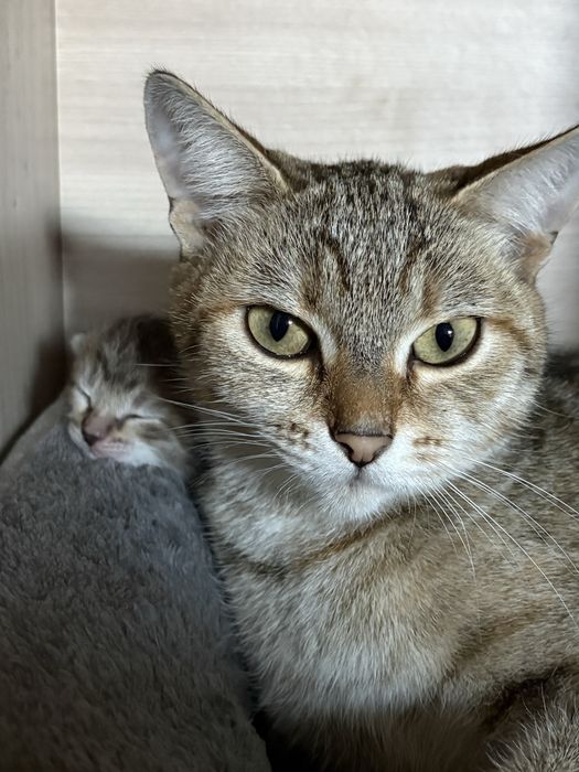 Котенок в добрые руки