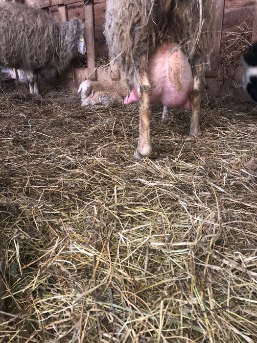 Mielute Assaf de vamzarw