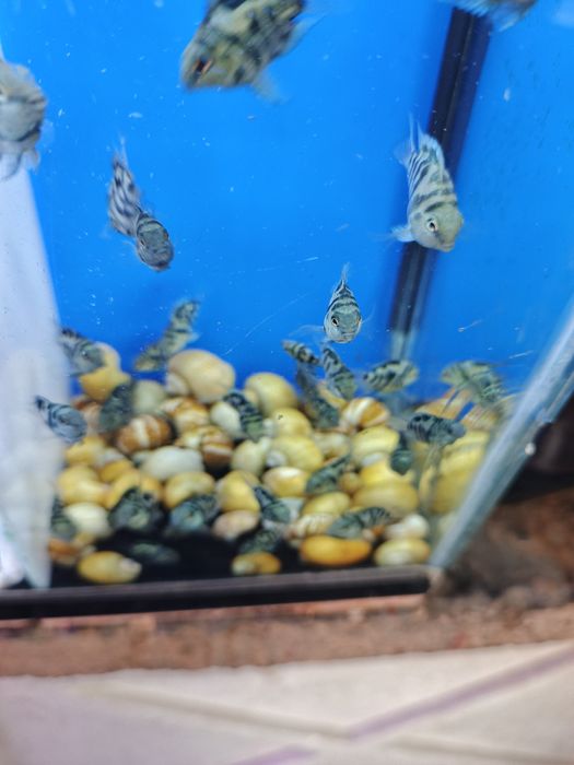 Аквариумные растения!