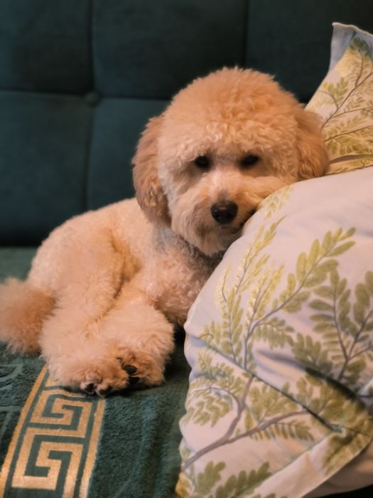 Вязка пуделя 1год 5 месяцев