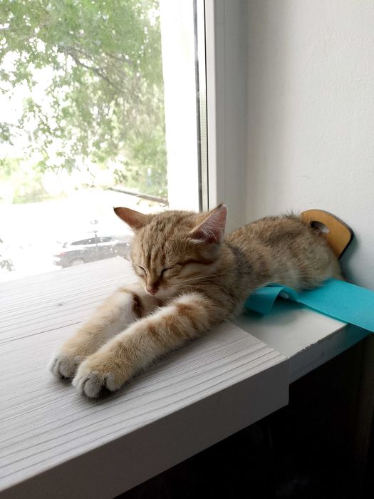 Котенок девочка, в заботливые руки.