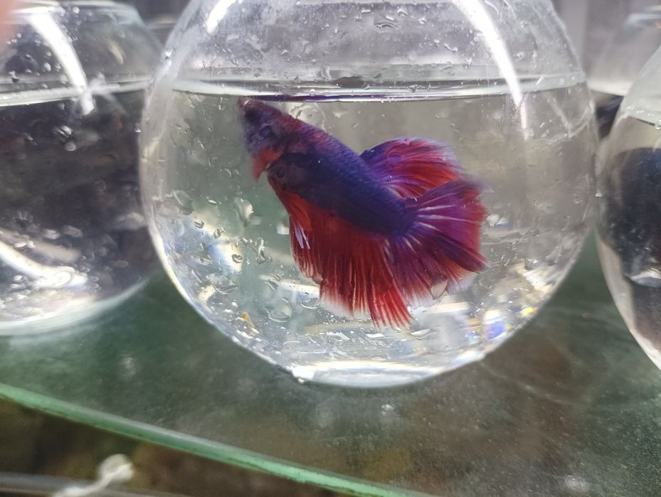 Петушок балик самец