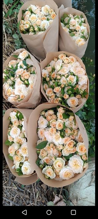 Кафолатлик Асартимент Атиргул Кучатлари СОТИЛАД