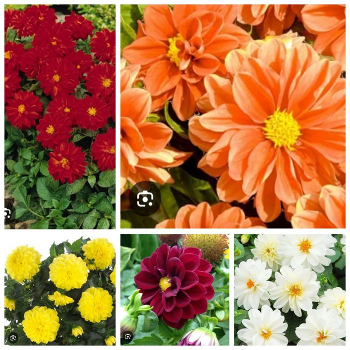 Профессиональные семена цветов