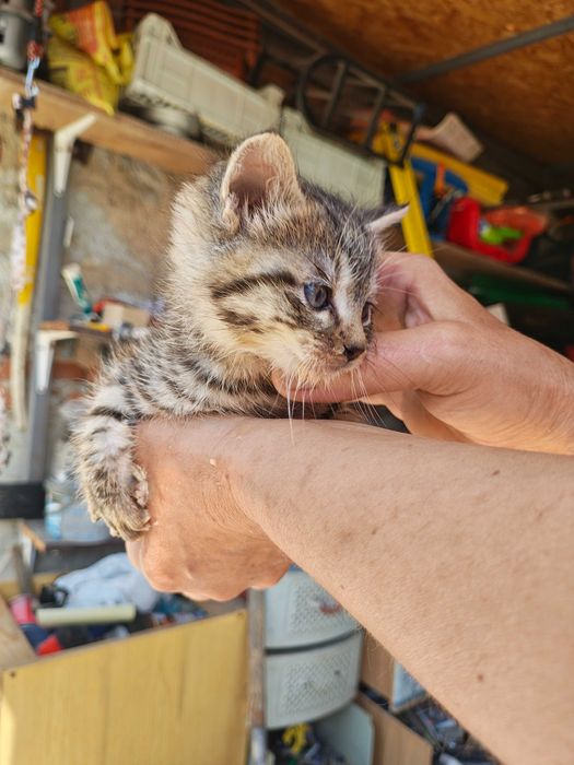 Подарявам котета