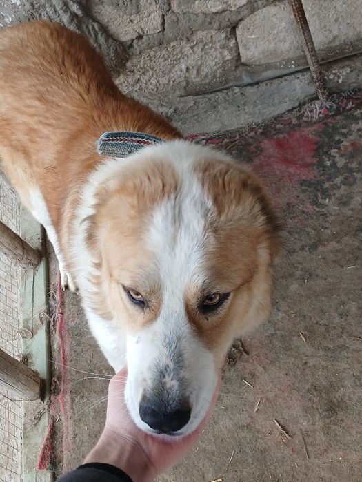 Alabay kuchugi sotiladi. Eng arzoni bizda!