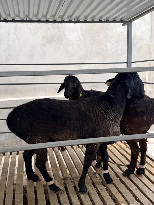 Қошқар сатылады арзан бағада