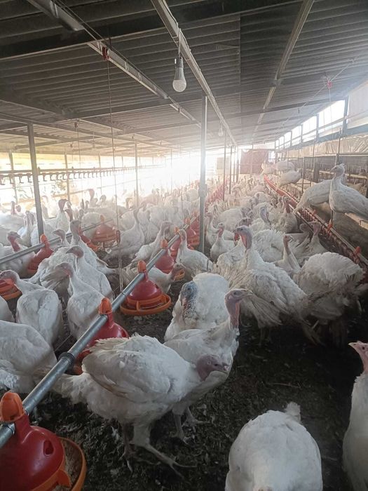 Vand curci si curcani, 21 saptamani,  peste 20 kg media