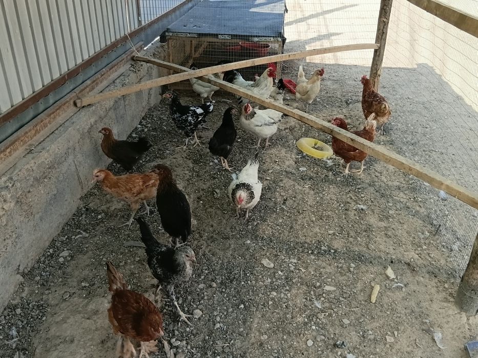 Тауық және балапандар  срочна