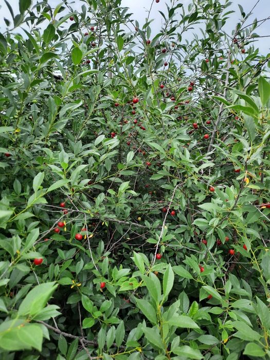 Дача по Красноярской трассе