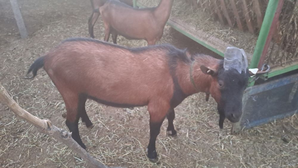 Țap alpin francez pentru monta