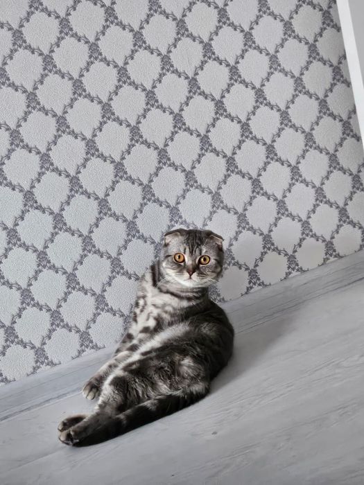 Отдам шотландского кота в добрые руки