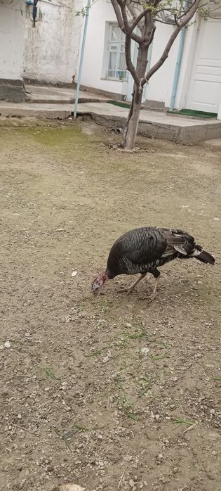 Индук товуки катаси сотилди