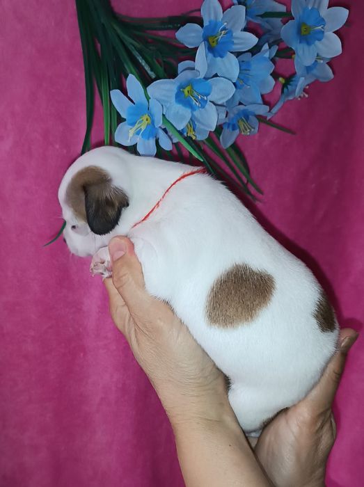 Малышки  чихуахуа