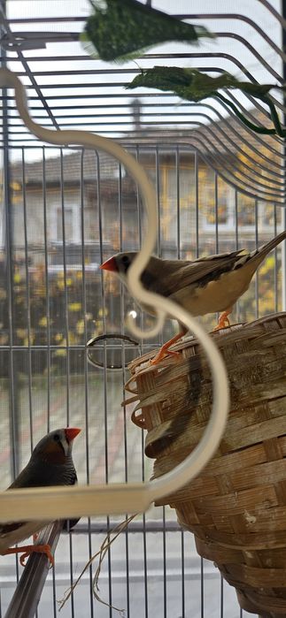 Schimb Cinteze zebrate