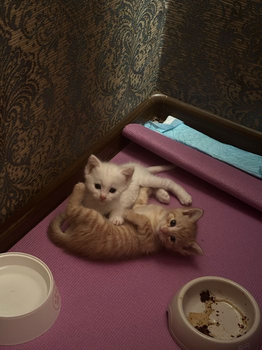 котята в добрые руки